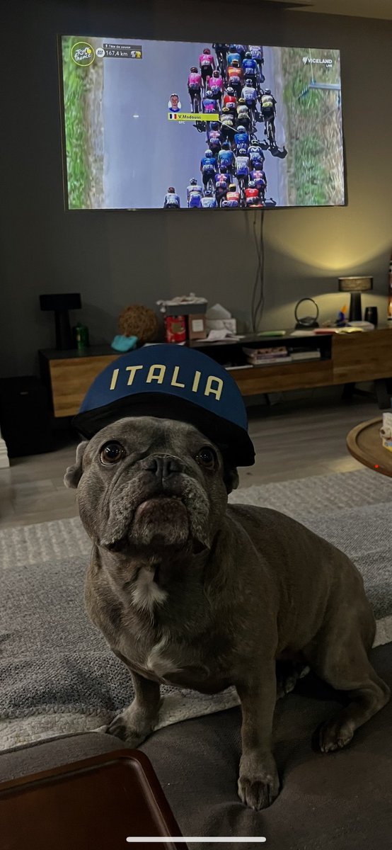 Hendos_Heros's tweet image. French dog in Australia supporting the Italians…. #tourdog #couchpeleton #TDF2025 #tourdefrance2025 #SBS @SBSSportau