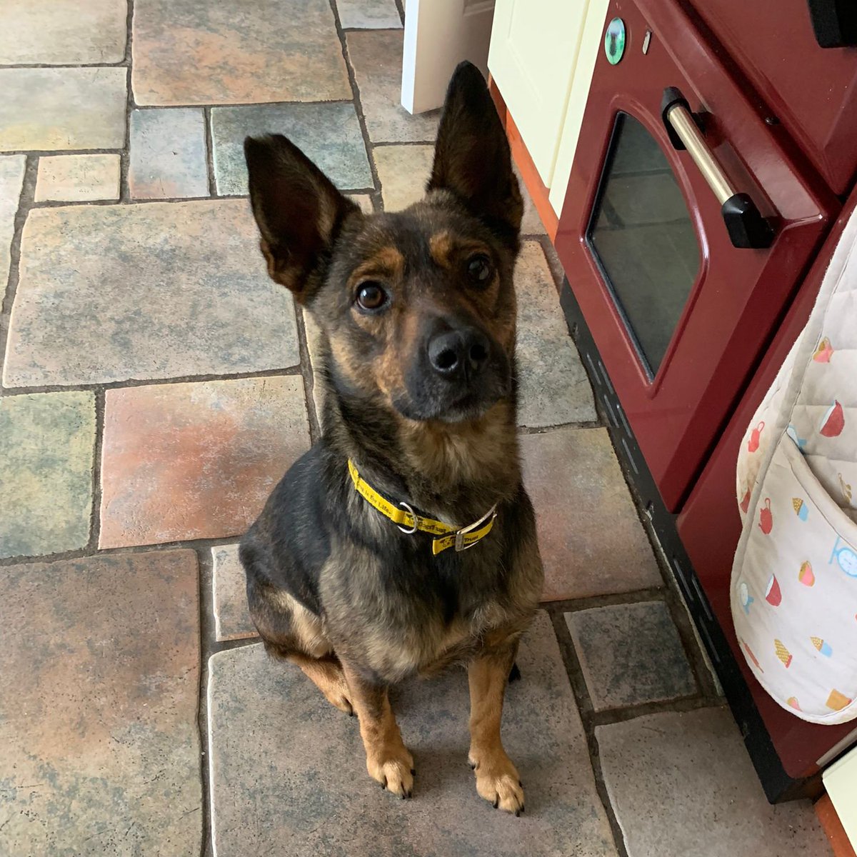 DogsTrust_IE's tweet image. Meet Zammy! 🐾 A 6 y/o terrier mix (smaller than he looks! 😂) still waiting for his forever home 💛
✅ Female-led home
✅ Low-traffic area 🌲
✅ Enclosed garden 🎾
✅ Loves training 🧠
✅ No other pets 🚫🐶🐱
✅ Older kids (12+)
Apply: dogstrust.ie 🏡💕