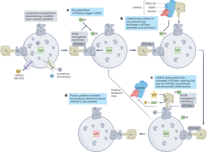 NatureSMB's tweet image. New online! V-ATPase assembly at leaky lysosomes bit.ly/4ln0IVv