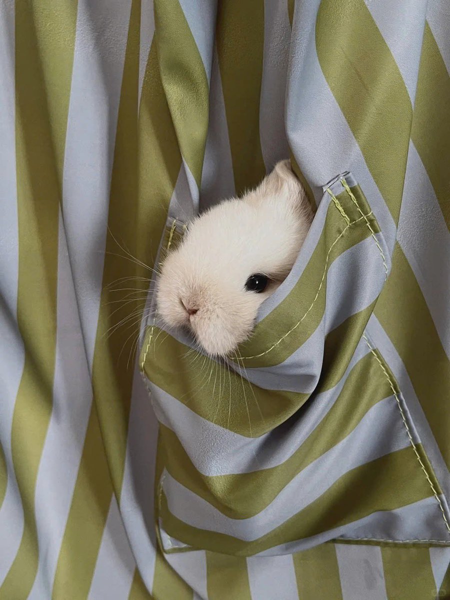 Why you should have a rabbit (@shouldhaverabit) on Twitter photo 