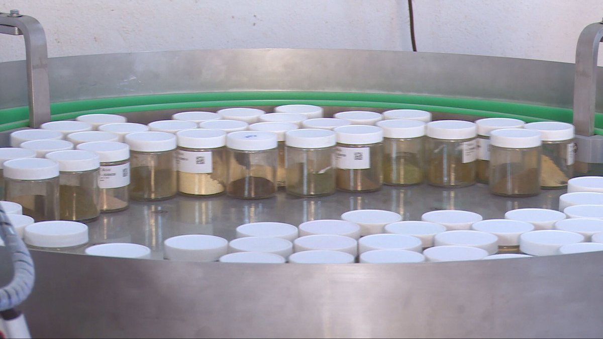 Agrosfera (@agrosfera_tve) on Twitter photo 🌿En la <a href="/unisevilla/">Universidad de Sevilla</a> estudian cómo predecir la evolución del suelo del olivar.
🔬Para ello analizan, gracias a un robot y la IA miles de muestras en las que miden minerales, microorganismos y restos de materia orgánica.
<a href="/RTVEAndalucia/">RTVEAndalucía</a> 🌿En la <a href="/unisevilla/">Universidad de Sevilla</a> estudian cómo predecir la evolución del suelo del olivar.
🔬Para ello analizan, gracias a un robot y la IA miles de muestras en las que miden minerales, microorganismos y restos de materia orgánica.
<a href="/RTVEAndalucia/">RTVEAndalucía</a>