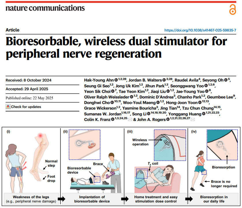 ColinFranzMDphd's tweet image. Wireless Bioresorbable Dual Stimulator Boosts Nerve Regeneration bioengineer.org/wireless-biore… #Regeneration #Rehabilitation #Engineering #Collaboration with my colleague @ProfJohnARogers and others from @NU_QSIB @NorthwesternEng @AbilityLab @NorthwesternPMR