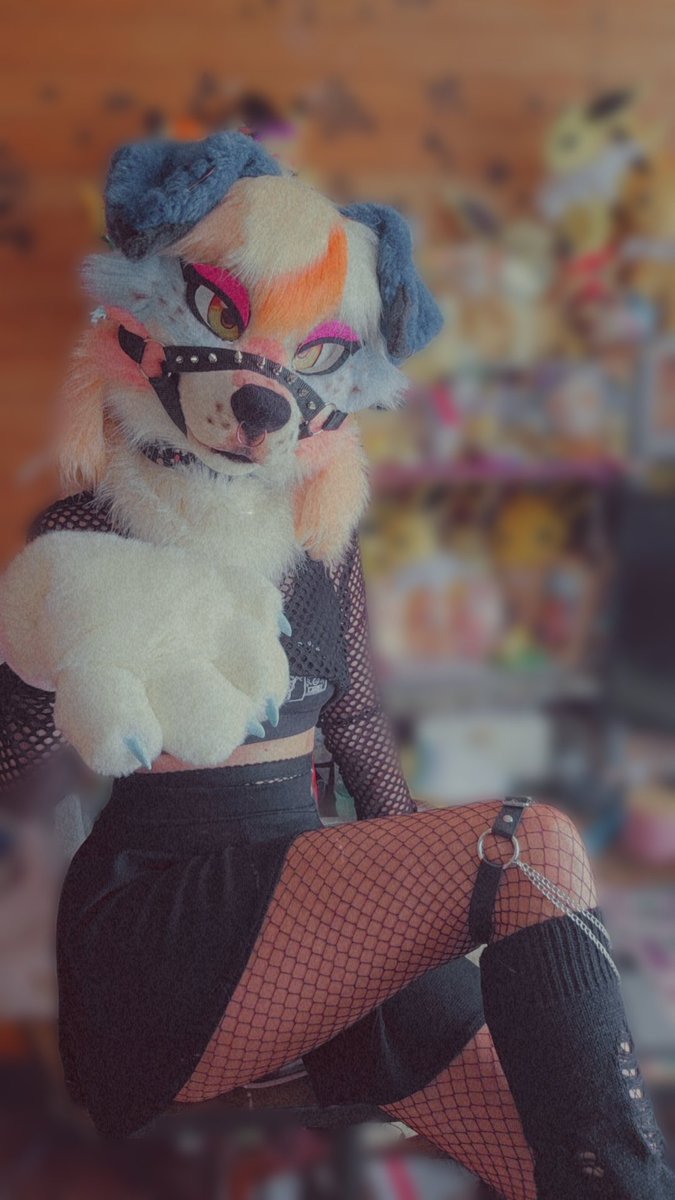 indiecolliee's tweet image. πβοΈ 800-PUPPY HOTLINEβοΈπ
New muzzle~ What do you think?