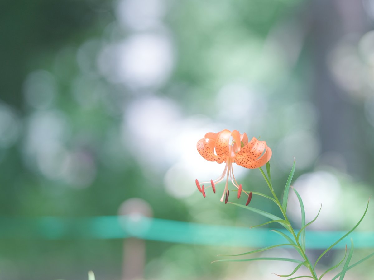 誰も足を止めることのない所
今年もここに咲いてたね
オニユリ