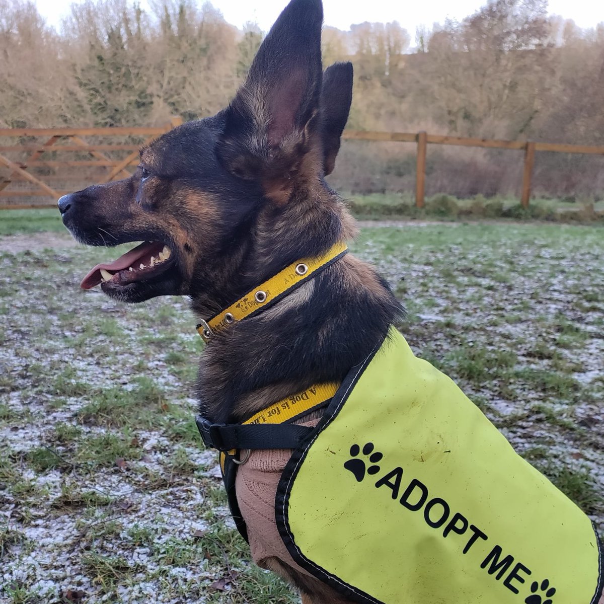 DogsTrust_IE's tweet image. Meet Zammy! 🐾 A 6 y/o terrier mix (smaller than he looks! 😂) still waiting for his forever home 💛
✅ Female-led home
✅ Low-traffic area 🌲
✅ Enclosed garden 🎾
✅ Loves training 🧠
✅ No other pets 🚫🐶🐱
✅ Older kids (12+)
Apply: dogstrust.ie 🏡💕