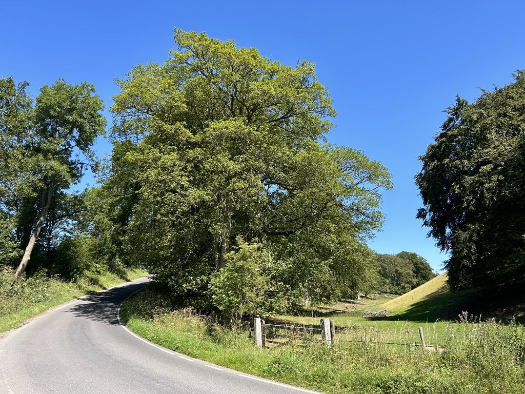 WeatherWolds's tweet image. A Bend In The Road. 28°C and cloudless skies. Rooks sheltering in the shade.