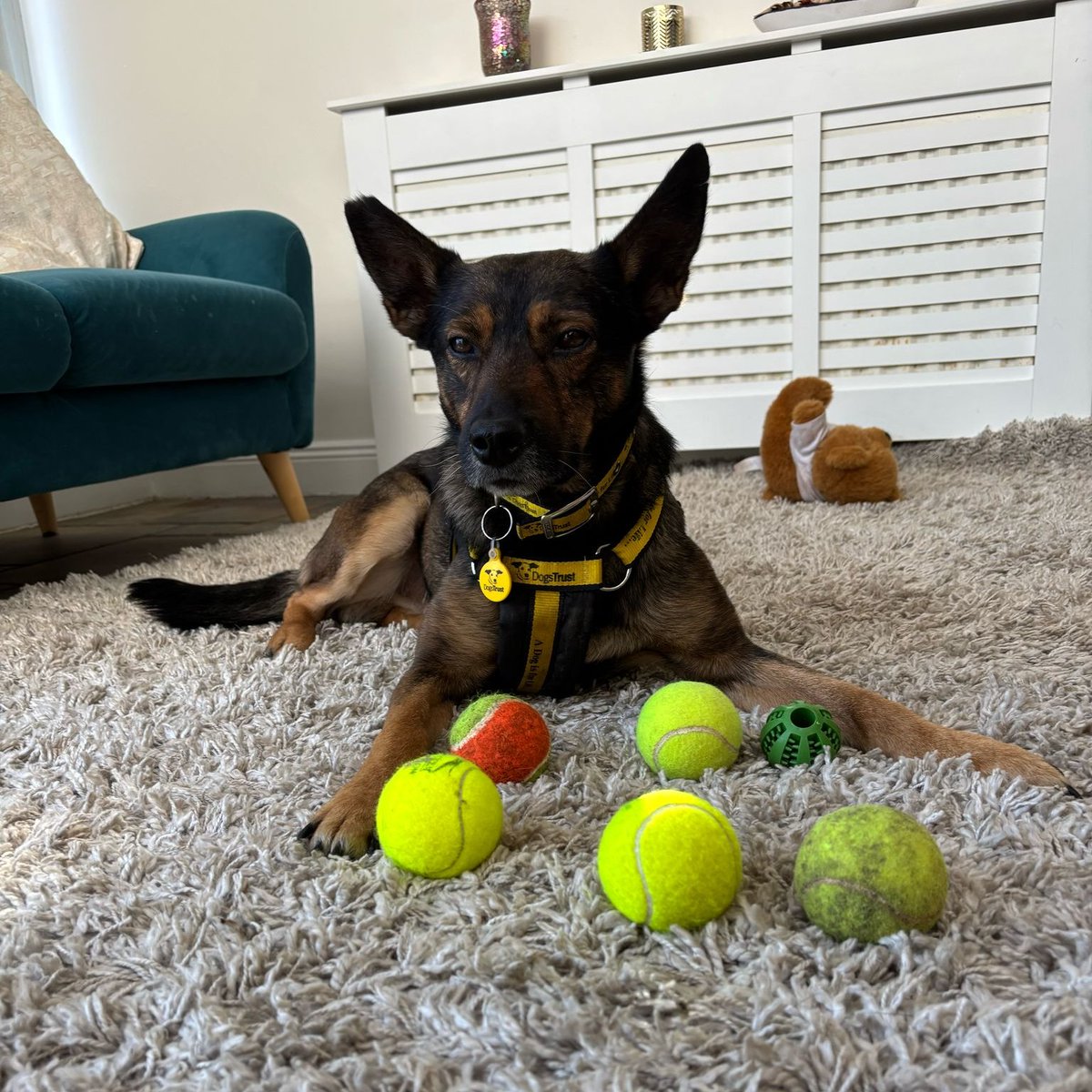 DogsTrust_IE's tweet image. Meet Zammy! 🐾 A 6 y/o terrier mix (smaller than he looks! 😂) still waiting for his forever home 💛
✅ Female-led home
✅ Low-traffic area 🌲
✅ Enclosed garden 🎾
✅ Loves training 🧠
✅ No other pets 🚫🐶🐱
✅ Older kids (12+)
Apply: dogstrust.ie 🏡💕