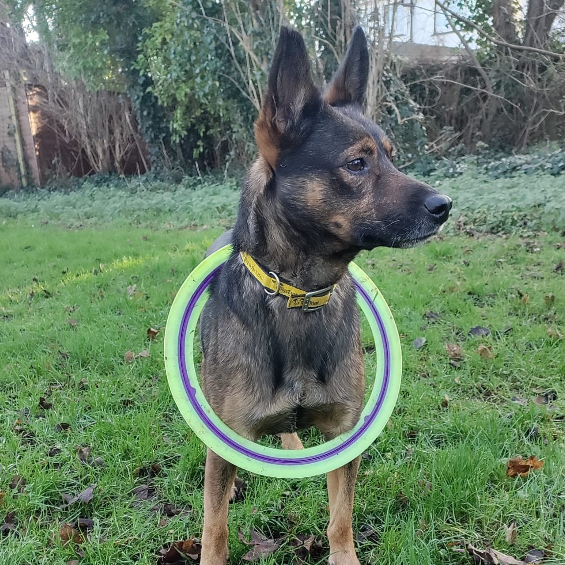 DogsTrust_IE's tweet image. Meet Zammy! 🐾 A 6 y/o terrier mix (smaller than he looks! 😂) still waiting for his forever home 💛
✅ Female-led home
✅ Low-traffic area 🌲
✅ Enclosed garden 🎾
✅ Loves training 🧠
✅ No other pets 🚫🐶🐱
✅ Older kids (12+)
Apply: dogstrust.ie 🏡💕
