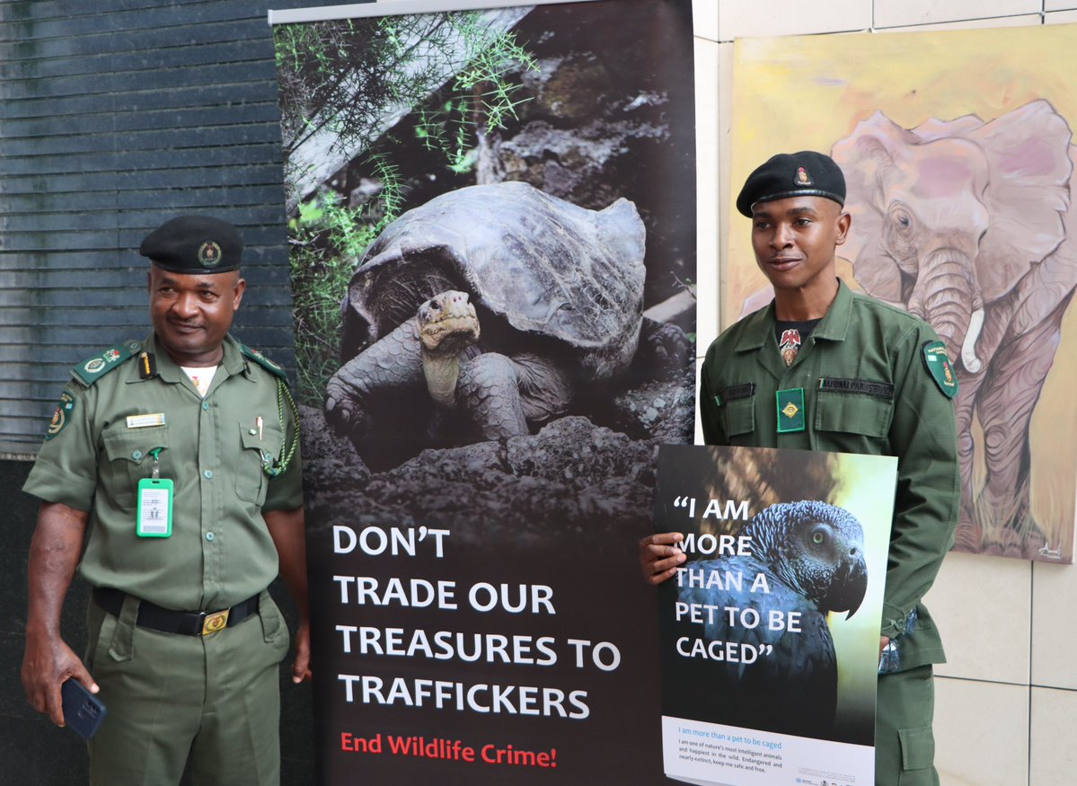 UNODC_ENV's tweet image. In Nigeria, @UNODC and @FMEnvng engaged communities with a campaign to raise awareness and foster local involvement in anti-corruption and conservation efforts.
Local voices are powerful allies in the fight to #EndWildlifeCrime and stand #UnitedAgainstCorruption.