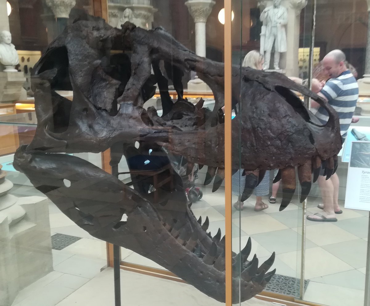 The Palaeo Minute (@thepalaeominute) on Twitter photo Face to face with a legend: A T. rex skull cast takes centre stage at <a href="/morethanadodo/">Oxford University Museum of Natural History</a>
Discover tyrannosaur growth and jaw biomechanics in the FREE newsletter The Secrets of Tyrannosaurs: Growth, Dominance, and Evolution.
james-ronan.co.uk/2025/07/05/theā¦
#ThePalaeoMinute Face to face with a legend: A T. rex skull cast takes centre stage at <a href="/morethanadodo/">Oxford University Museum of Natural History</a>
Discover tyrannosaur growth and jaw biomechanics in the FREE newsletter The Secrets of Tyrannosaurs: Growth, Dominance, and Evolution.
james-ronan.co.uk/2025/07/05/theā¦
#ThePalaeoMinute