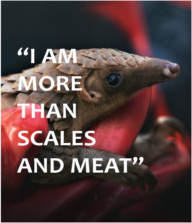 UNODC_ENV's tweet image. Pangolins help forests thrive, controlling pests and enriching soil.
As part of an awareness campaign, @UNODC_Nigeria and @FMEnvng work with local communities to keep pangolins off plates and out of illegal trade.
#EndWildlifeCrime #UnitedAgainstCorruption