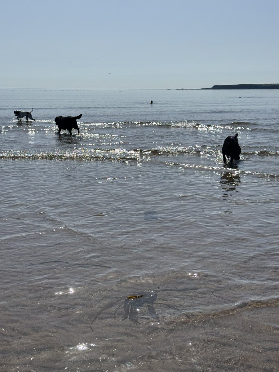 olive_blacklab's tweet image. #coldinghambay beachy fun Olive 💜Jim💙PoppyPointer ❤️