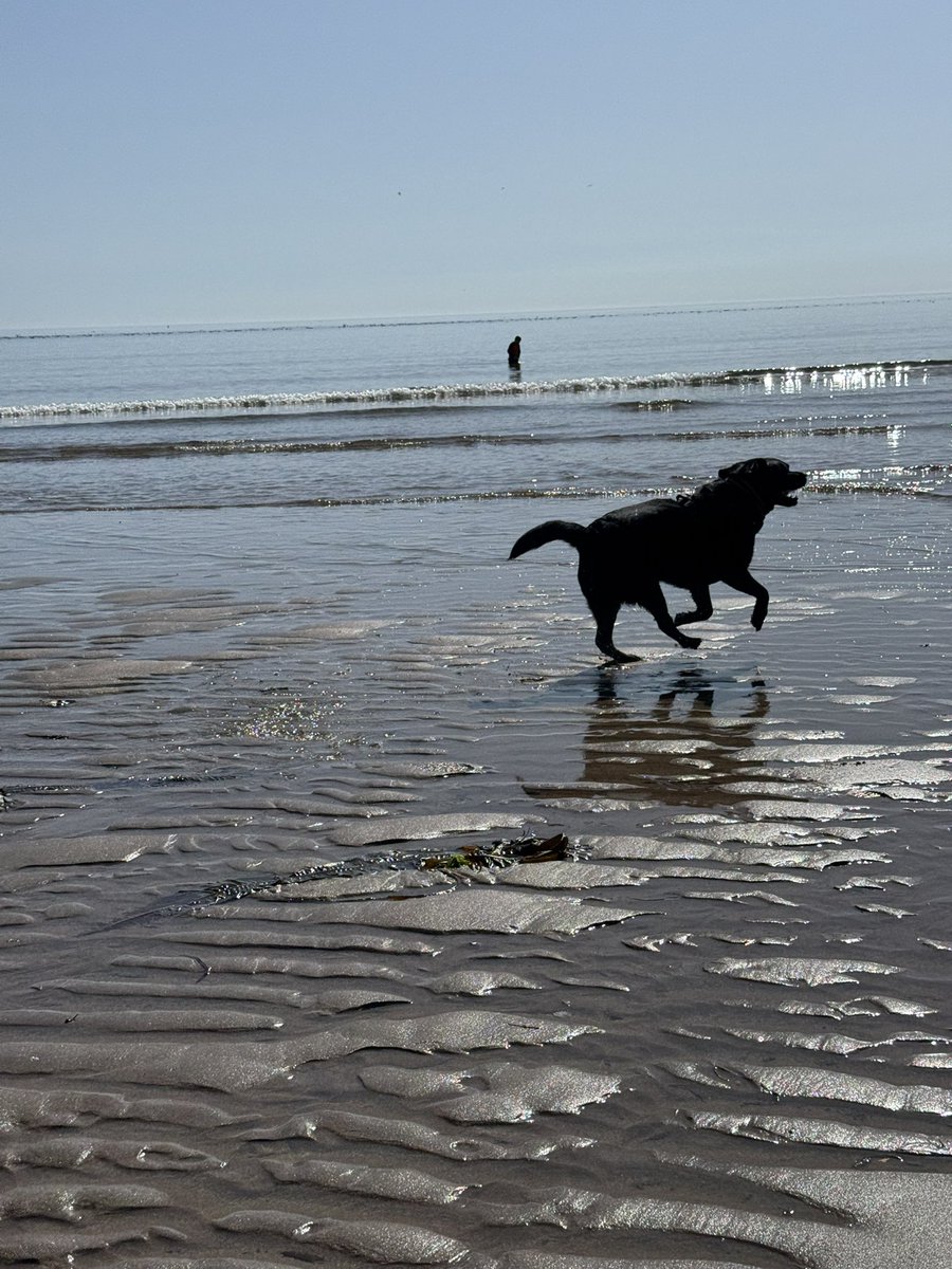 olive_blacklab's tweet image. #coldinghambay beachy fun Olive 💜Jim💙PoppyPointer ❤️