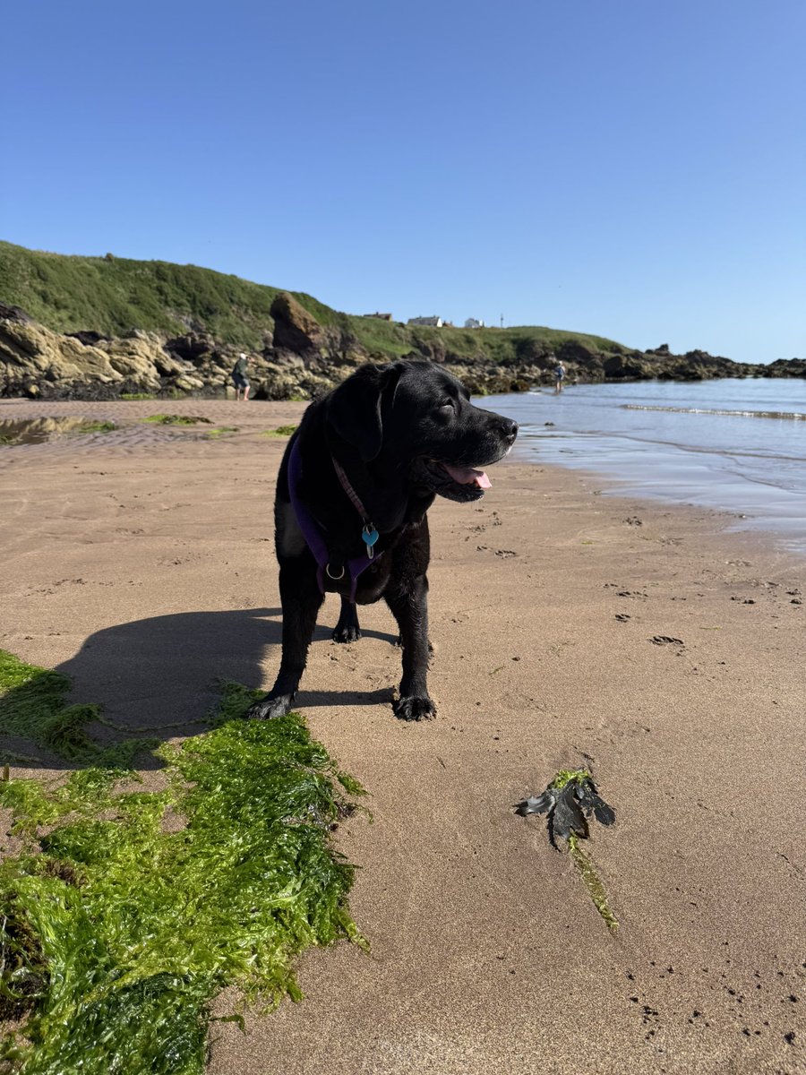 olive_blacklab's tweet image. #coldinghambay beachy fun Olive 💜Jim💙PoppyPointer ❤️