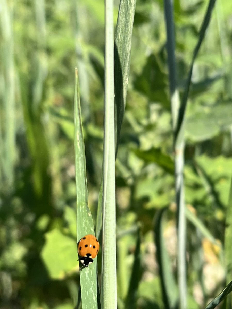 The IPM team busy away this morning 🐞🐞