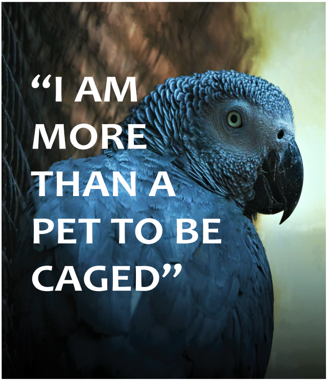 UNODC Environment Team (@unodc_env) on Twitter photo The African grey parrot is one of nature’s most intelligent species - now endangered due to trafficking for the pet trade.
<a href="/UNODC_Nigeria/">UNODC Nigeria</a> and <a href="/FMEnvng/">Environment Ministry</a> are raising awareness to keep them safe and free in the wild.
#EndWildlifeCrime #UnitedAgainstCorruption The African grey parrot is one of nature’s most intelligent species - now endangered due to trafficking for the pet trade.
<a href="/UNODC_Nigeria/">UNODC Nigeria</a> and <a href="/FMEnvng/">Environment Ministry</a> are raising awareness to keep them safe and free in the wild.
#EndWildlifeCrime #UnitedAgainstCorruption