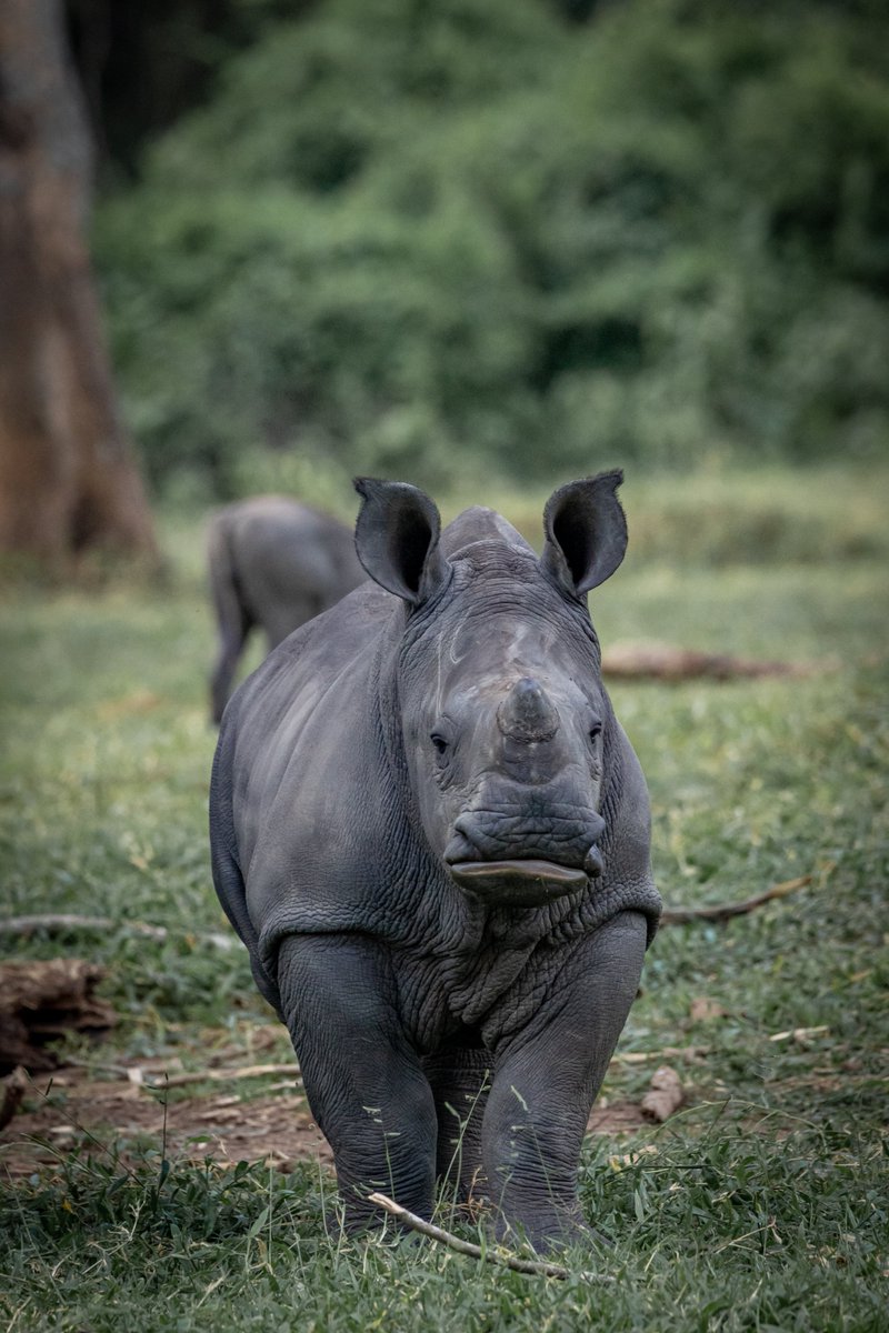 #Rhinos are part of our shared natural heritage. 

As Ugandans, let’s protect them with pride. 

Get involved in #NameARhino campaign and leave a legacy.

#SaveTheRhinos #RhinoRevival #CSR4Nature #SponsorARhino #ConservationImpact