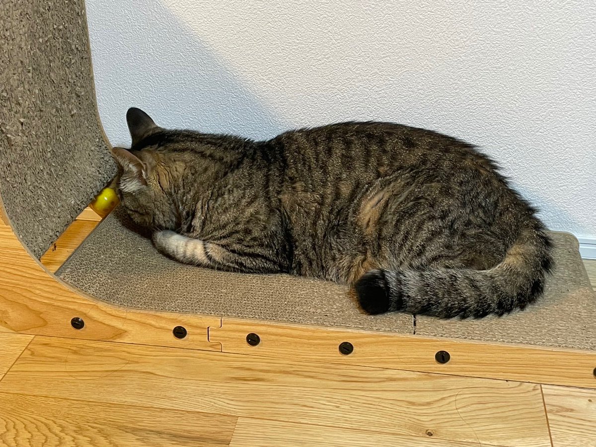 これはカミナリこわかったﾈｺﾁｬﾝ