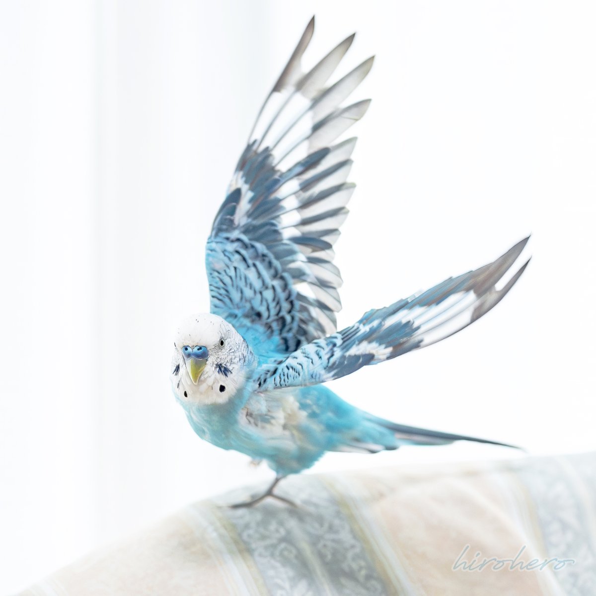 hiro　　アネモネ、信長、インコ hirohero on X: 