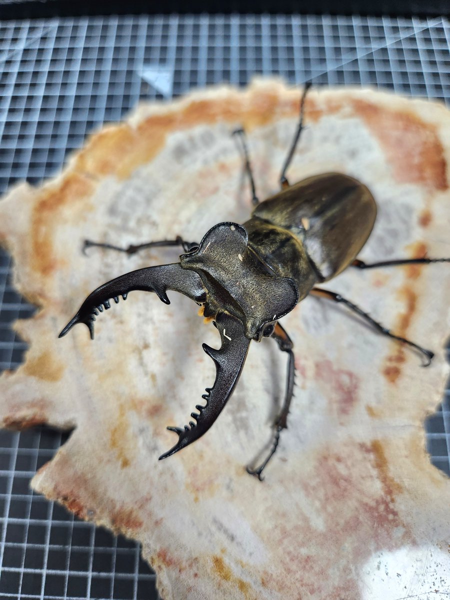 Ha(Azazel) tweet media