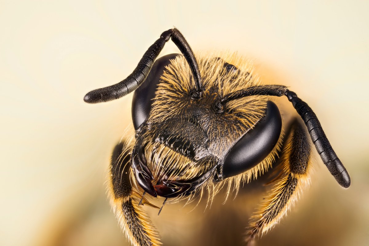 FBiodiversidad's tweet photo. España alberga 1.122 especies de abejas 🐝, y más de 100 solo existen aquí.

Su labor como polinizadoras sostiene cultivos, ecosistemas y favorece la #biodiversidad.

Protegerlas es proteger nuestro futuro 🌸🌍 https://t.co/hBy7F0oOtQ