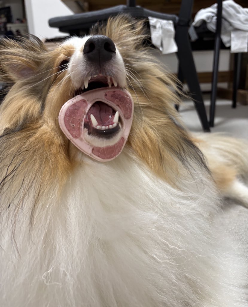 口から何か出るタイプの犬です