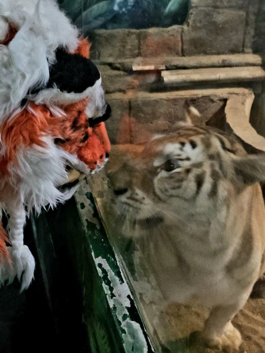 How do tigers show affection to each other? 🐯🧡🐯❓️

📸Supachai T.(FB)
#FursuitFriday 
#Tigers
