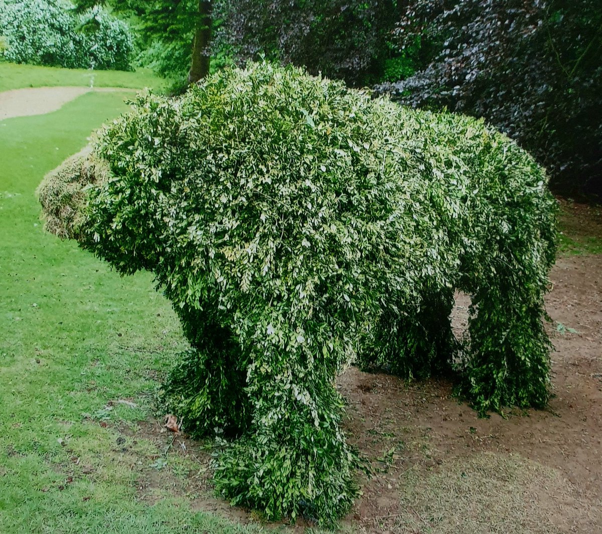 AdeysAlthorp's tweet image. Life size, Grizzly bear made from box clippings, chicken wire and moss.
He stood outside Dairy Cottage for a couple of years before being pulled apart by the peacocks and Guinea fowl!
When it turned brown it looked very realistic indeed.
Conservation@althorp.com #Spencerestates