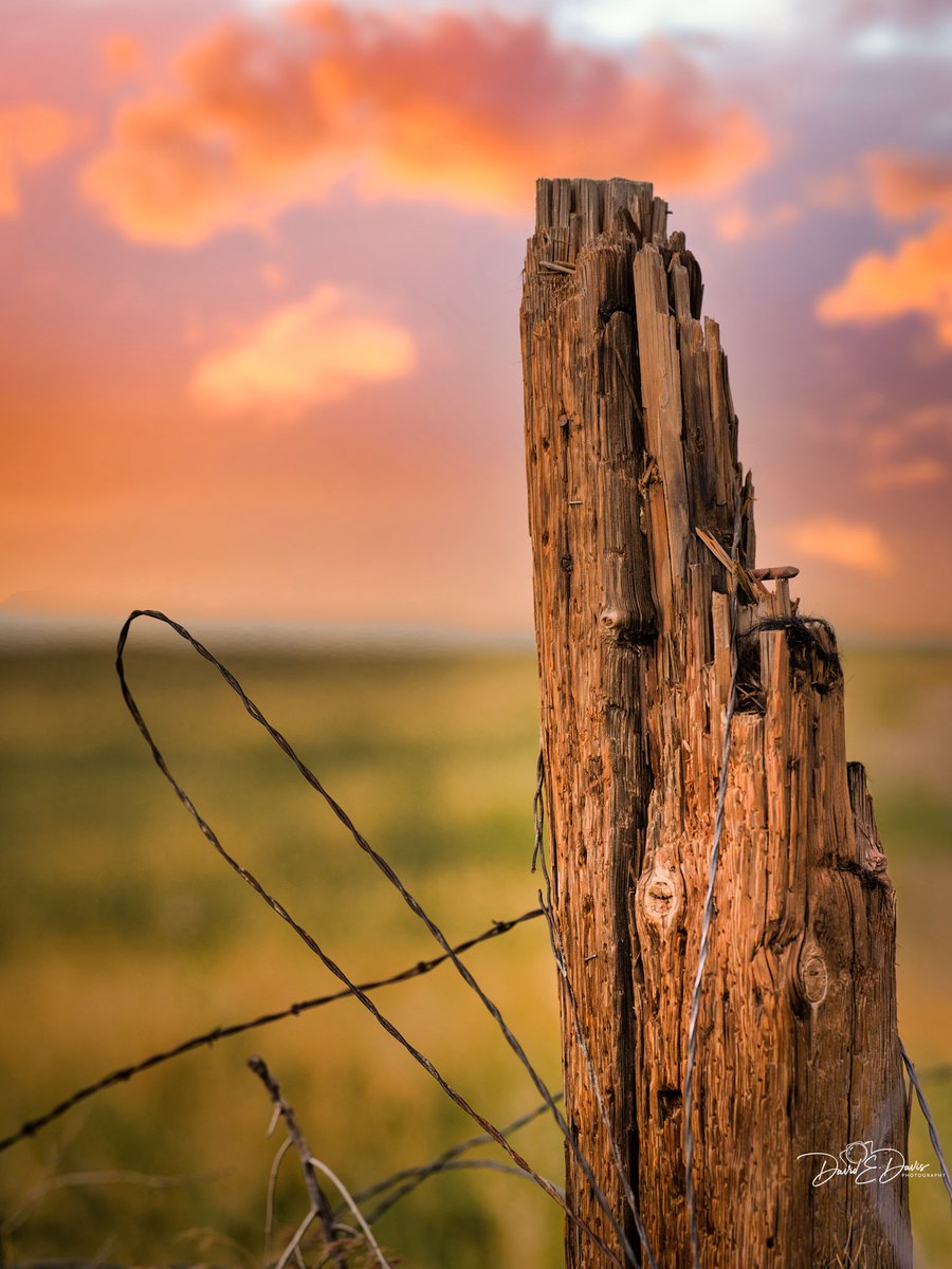 BigSkyCaptures's tweet image. Good morning, friends! ☕☀️
Lately, I’ve been wandering our vast prairies, and I just had to pause at this weathered, splintered wooden fence post wrapped in rusted barbed wire. I thought it perfect for Fencepost Friday.