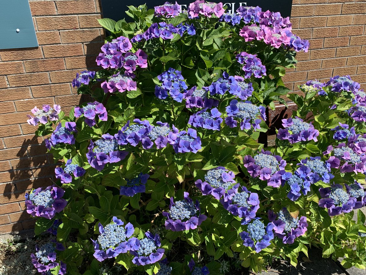 Ray Hayden tweet media