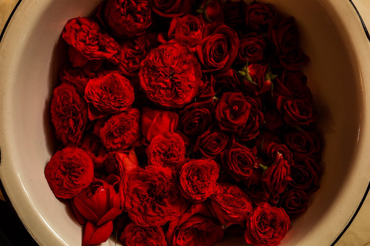 sasayu__photo's tweet image. 最近忙しくて写真をちゃんと見る暇なくてやっとこの間の薔薇撮影のみれてる
たぶん言ってたやりたいやつとは真逆の写真になってるけど😂
自分は好きな写真🤣