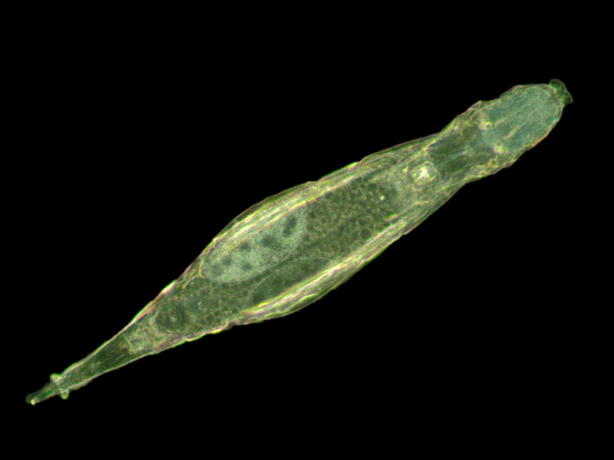 KeironDBrown's tweet image. Bdelloid rotifers have some of the strangest biology of all organisms on Earth.
Curious to find out more? Join Dr Chris Wilson from @UniofOxford for a FREE entoLIVE webinar: eventbrite.co.uk/e/1369681186299
#Microbiology #Genetics #DNA
@BritEntSoc @RoyEntSoc @amentsoc @FieldStudiesC