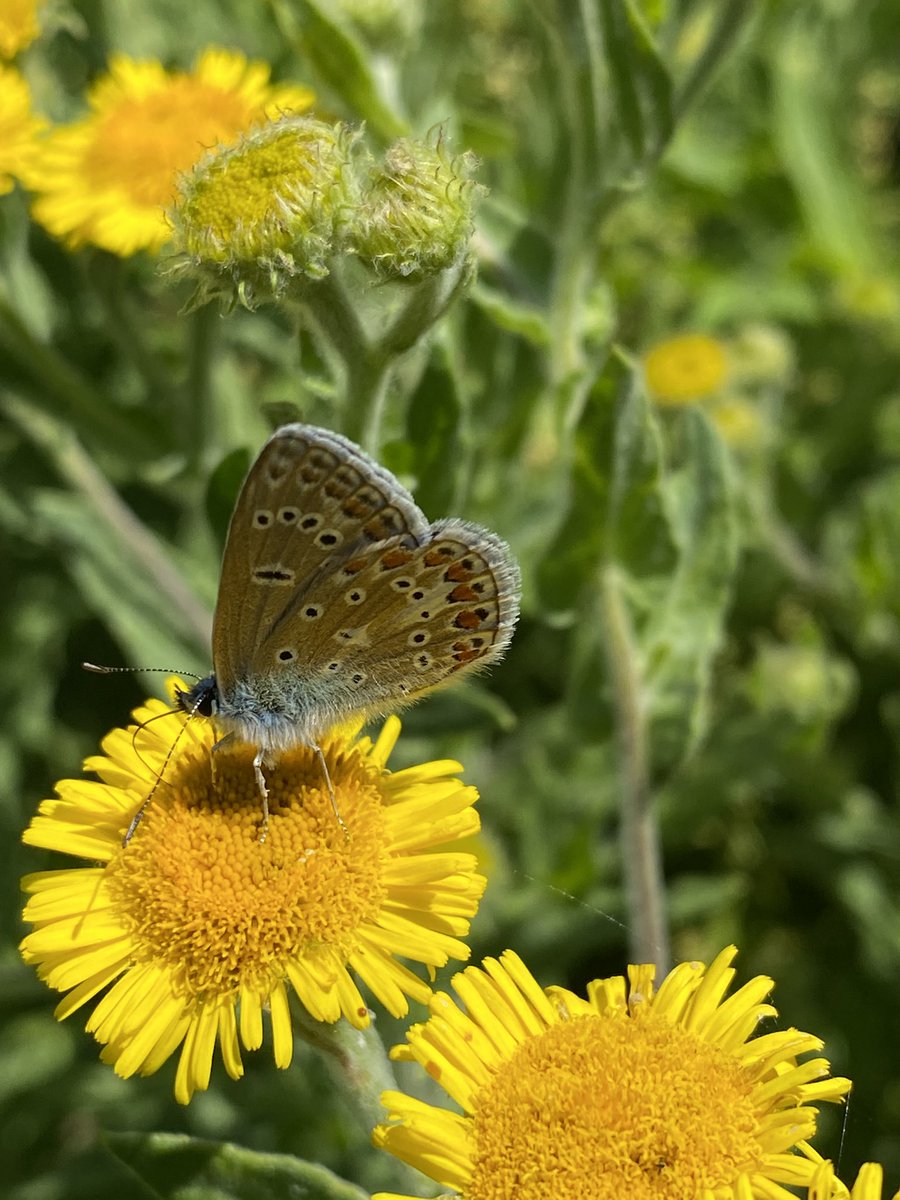 CountrysideNK (@countrysidenk) on Twitter photo In the run up to the #BigButterflyCount the <a href="/hillholtwood/">Hill Holt Wood</a> CountrysideNK Ranger has seen a good number of butterflies out and about in Lincolnshire farmland and urban green space. Ringlet, Meadow Brown, Gatekeeper, Common Blue In the run up to the #BigButterflyCount the <a href="/hillholtwood/">Hill Holt Wood</a> CountrysideNK Ranger has seen a good number of butterflies out and about in Lincolnshire farmland and urban green space. Ringlet, Meadow Brown, Gatekeeper, Common Blue