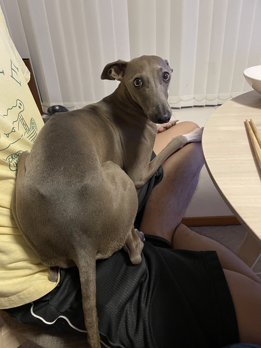 IGGY_PUTTO's tweet image. 人間のご飯の準備できたから食べようとした途端膝の上によじ登ってきて「ぼくはかわいそうな犬なのです 何もいただきません ただお膝の上にいさせてくださいまし……」みたいな顔で見てくる