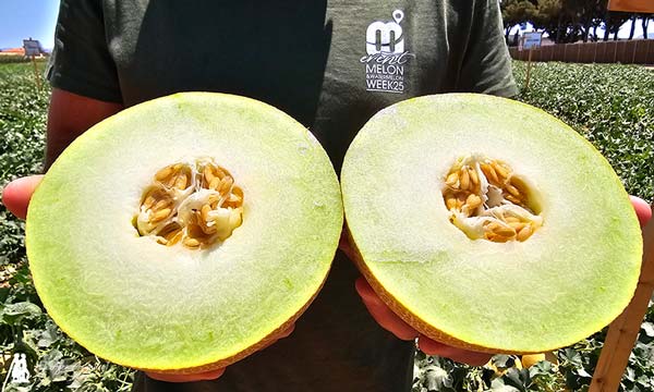 🆙CyroLine y OrangeCandy en #melón dan valor a las categorías del Galia y el amarillo 🍈🍈

📝agroautentico.com/2025/07/cyroli…

📌#BayerSeminis también crece en #sandía con su primer polinizador de carácter comercial, Polinesia, y aborda con fuerza el segmento de las blancas triploides