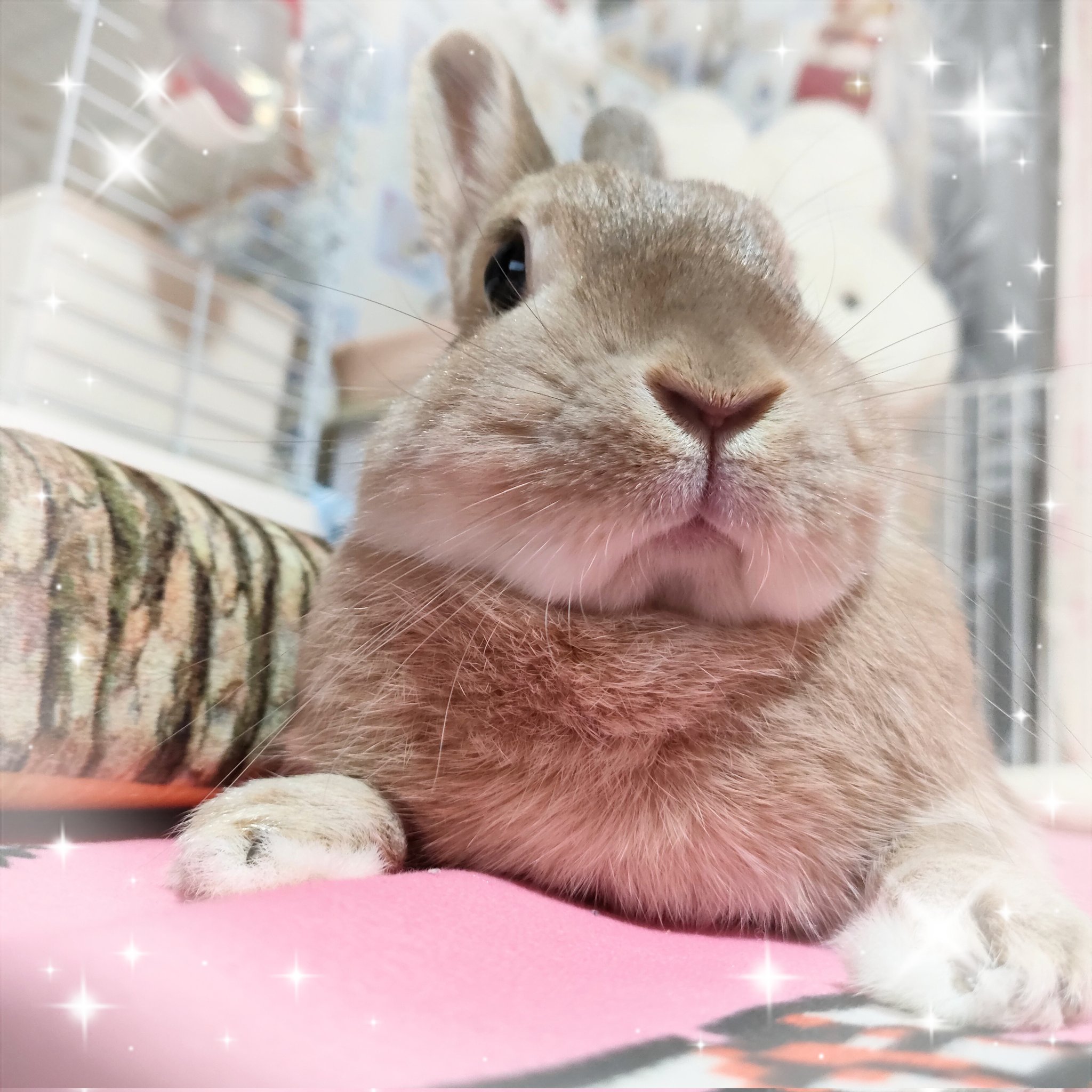 うさぎのそらﾁｬﾝ🐰@お世話係の母 on X: 