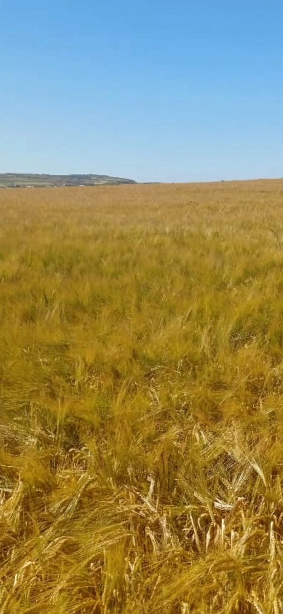 Alexander Silverwood (@agronomysilvers) on Twitter photo Spring Barley ready for crimping @ 65%DM <a href="/AgriiUK/">Agrii</a> down in Abersoch today ๐ด๓ ง๓ ข๓ ท๓ ฌ๓ ณ๓ ฟ#harvest2025 #hackerspringbarley #varietychoice <a href="/AgriiMasterSeed/">Agrii Master Seeds</a> <a href="/JohnDeere/">John Deere USA</a> Spring Barley ready for crimping @ 65%DM <a href="/AgriiUK/">Agrii</a> down in Abersoch today ๐ด๓ ง๓ ข๓ ท๓ ฌ๓ ณ๓ ฟ#harvest2025 #hackerspringbarley #varietychoice <a href="/AgriiMasterSeed/">Agrii Master Seeds</a> <a href="/JohnDeere/">John Deere USA</a>
