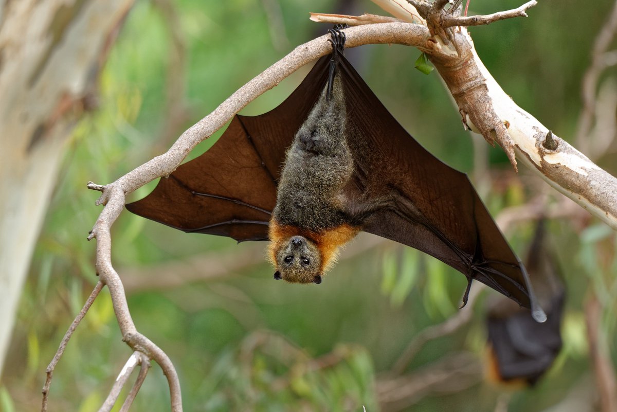 CEPIvaccines's tweet image. A promising vaccine candidate against one of the worldโs most deadly viruses, #Nipah, is ready for testing in mid-stage human trials in Bangladesh, where people now die almost every year in Nipah disease outbreaks. ๐ cepi.net/new-vaccine-seโฆ