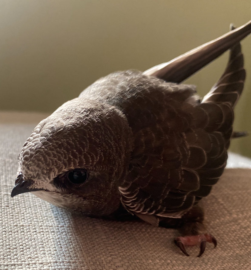 Hannah Bourne-Taylor tweet media