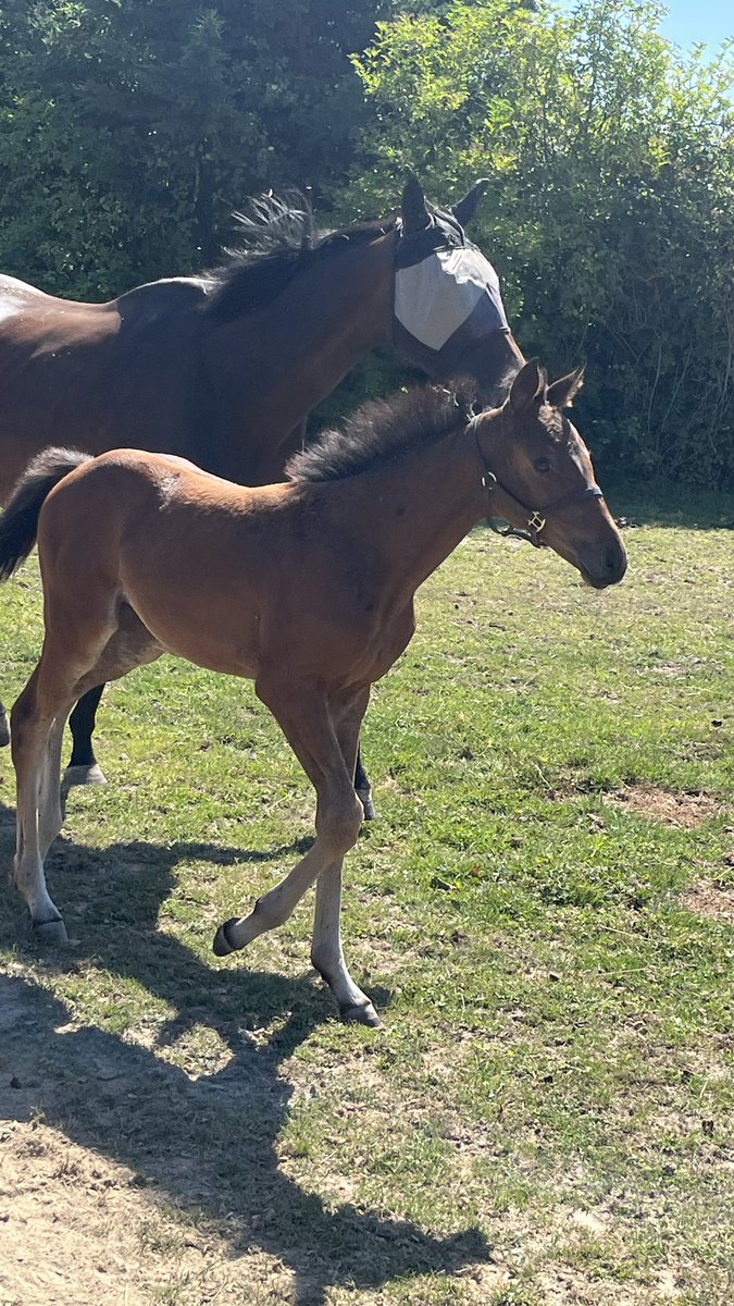 Our gorgeous Stradivarius filly #foalfriday 💖