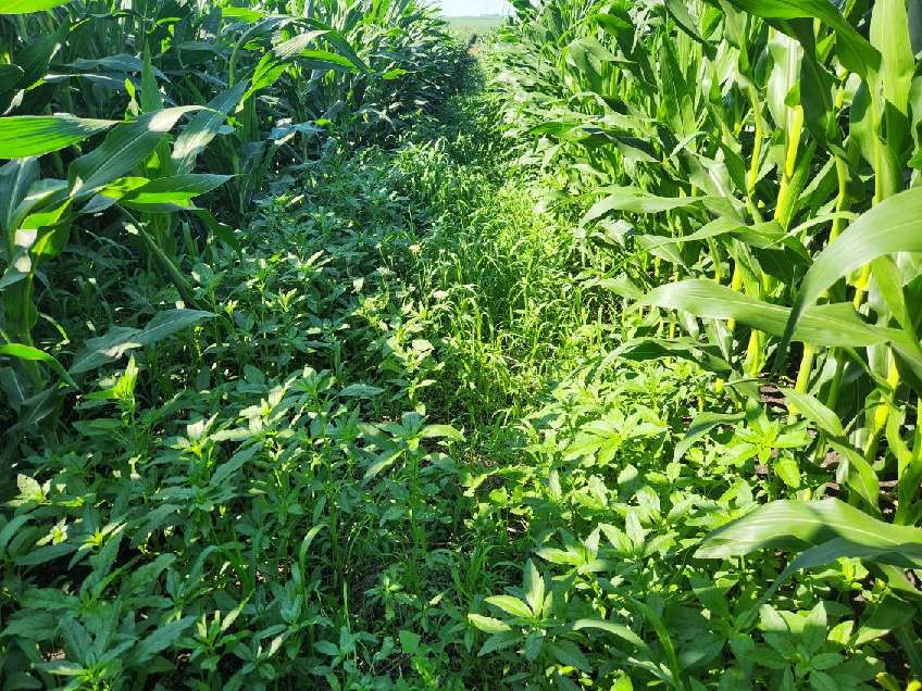 Key part of winning the waterhemp battle???

Edge of field management!  The non crop areas adjacent to the field have to be treated if the grass has been killed off as there is no competition/canopy and seed production will be in the billions and enter the field.

Some areas it
