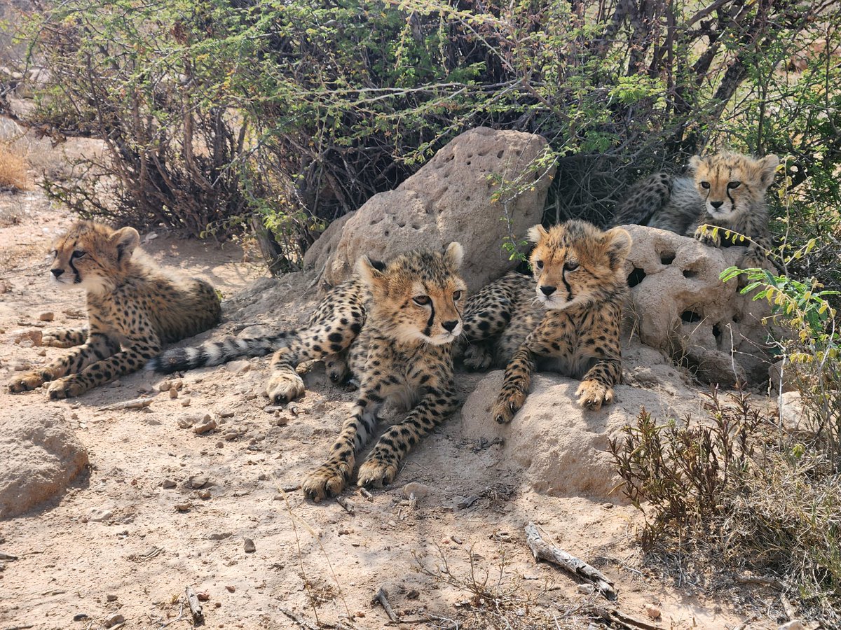 CCFCheetahUK's tweet image. It's a cosy morning for Khalid, Marline, Tiny Tim, and Kelce! These playful cubs are just relaxing, but they need our help to thrive 🐾.
What if you could personally ensure their health and happiness? You can – even from afar!
Our cheetah adoption programme makes it simple. For…