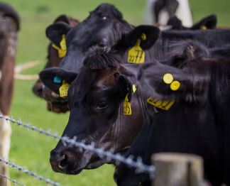 HighwaysYORKS's tweet photo. 🐄 It might be close quarters in the cattle ring, but not on the road to @greatyorkshow

Stay at least 2 seconds behind those in front⏱️

Traffic flowing well on main routes around and on approach to #Harrogate.

#GreatYorkshireShow #GYS2025 #YorkshireShow https://t.co/nRhsnC0G0L