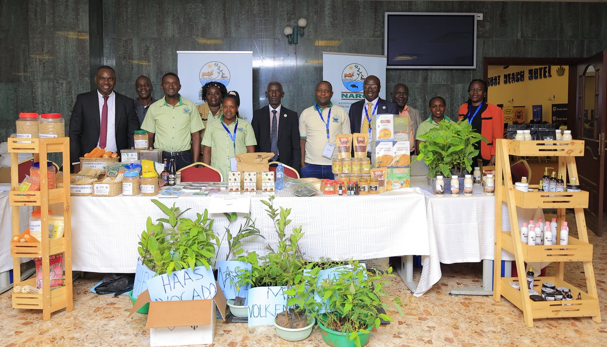 narouganda's tweet image. NARO’s potato innovations have already saved Uganda over USD 9.8 million annually, replacing imports with locally grown varieties tailored to meet industrial processing standards in color, size, and shape.
@NAROnews: news.naro.go.ug/2025/07/11/nar…
#13ICPAUEconForum
@ICPAU1…