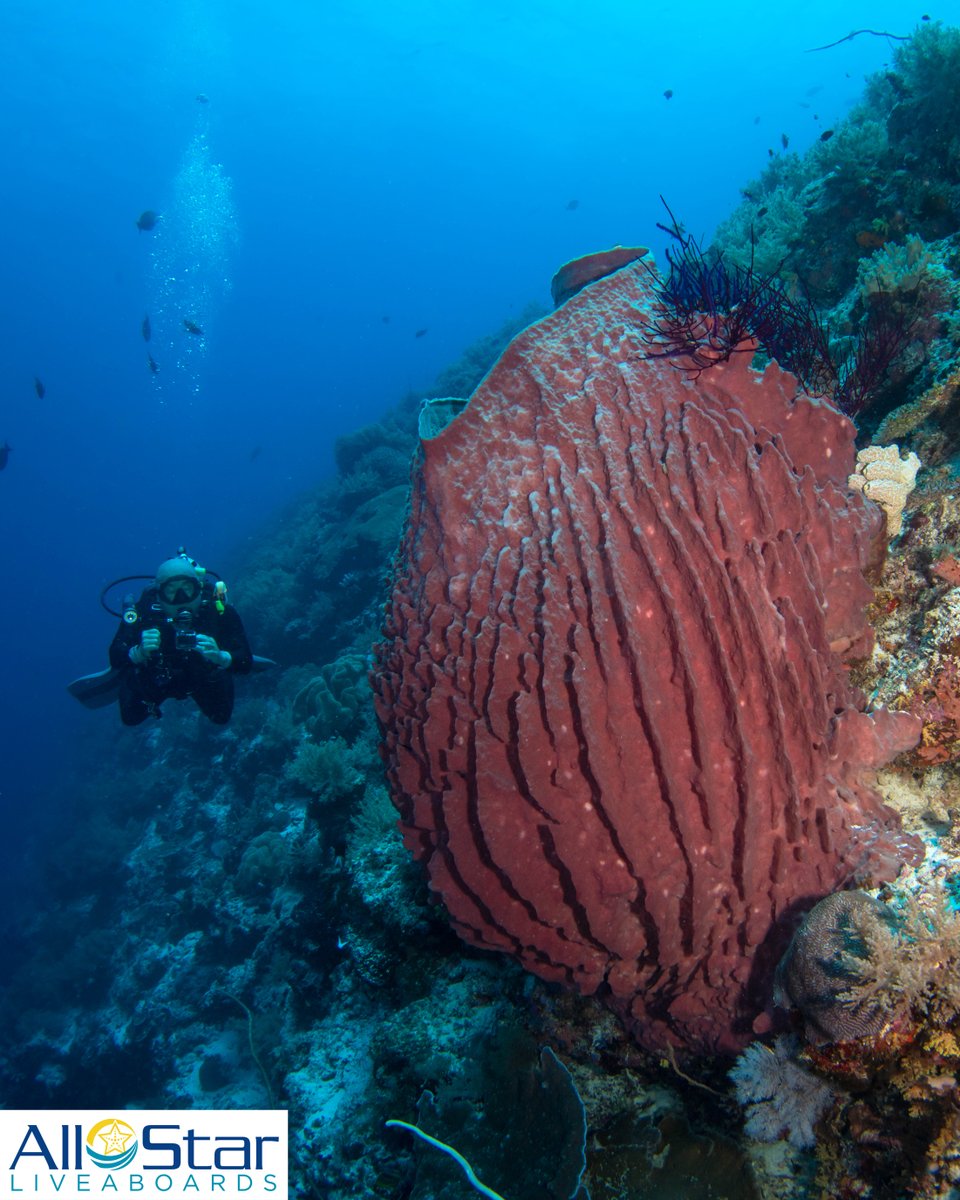 Creature Feature Friday!!! 💜💜💜Giant Barrel Sponge

Different types of barrel sponges exist everywhere All Star Liveaboards goes! The barrel sponges can be more than six feet tall and they filter water, consuming itty-bity food particles in that water. 

#creaturefeaturefriday