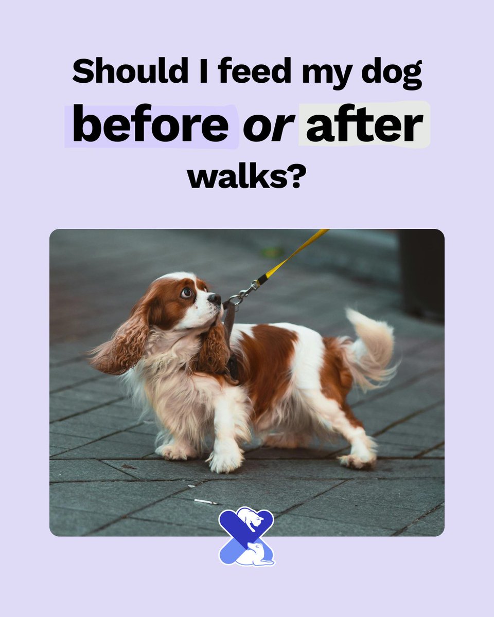 Should you feed your dog before or after walks? 🐶

✅ After is safer
⚠️ Feeding before can lead to bloating or tummy trouble

#DogCareTips #UKPetDrugs #DogWalkingAdvice #DogHealth