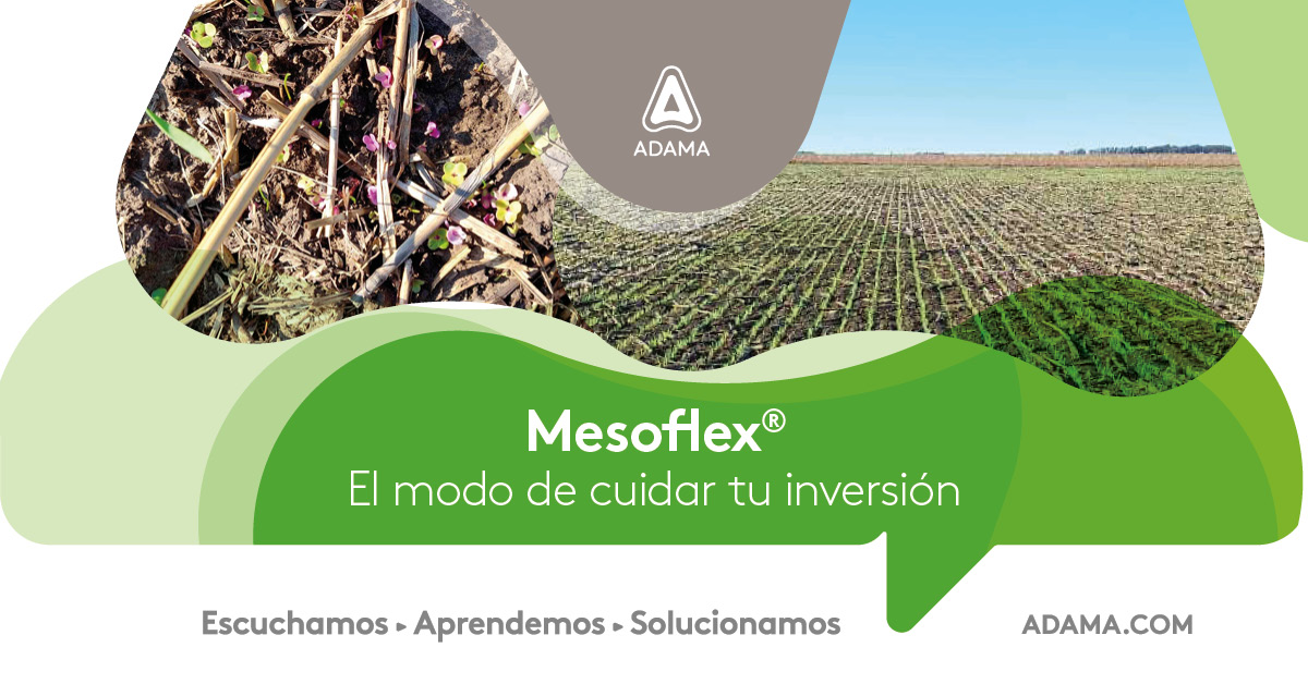 🌱 Eficacia y residualidad en acción | Necochea
Aplicación de Mesoflex (200 cc/ha) + Secafol (1,7 L/ha) junto a <a href="/guiraguazu_sa/">Guira</a> y el Ing. Eduardo Sartori, en un lote con alta presión de crucíferas.
✅ Control firme y consistente desde el inicio
Conocé más sobre Mesoflex aquí 🔗