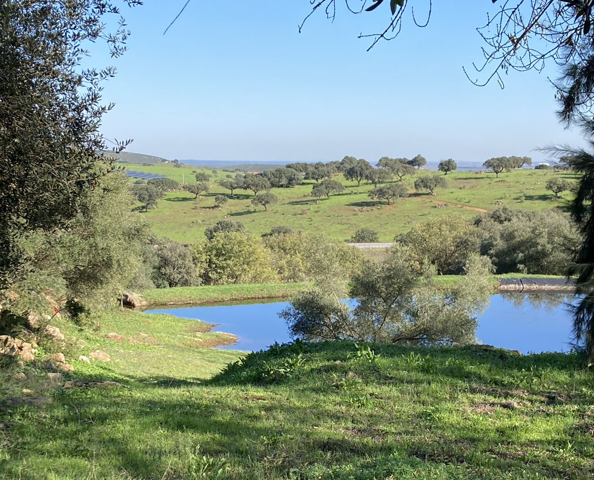 Thinking about Ukraine, surrounded by a very peaceful environment with  my flowers flowering completely oblivious to all the horrors and suffering, makes my heart hurt.