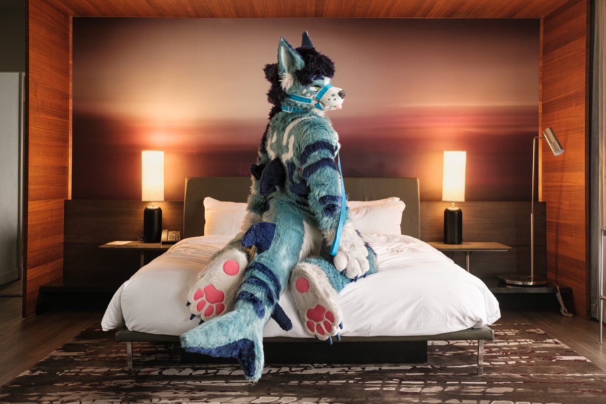 I might steal your bed next… 
…if you can handle me 😇🦈🐾

📷 <a href="/butlerisatiger/">Butler 🛸 FD</a> 
#FursuitFriday