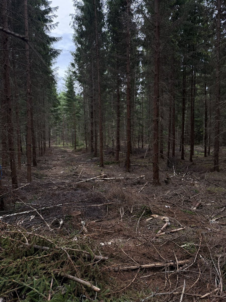 snajvid's tweet photo. Var de tvungna att avverka just här? Hela svamp-stället är nu sönderslitet… säker på att svampen här skulle ge mer inkomst än träden; men det är väl bara jag det https://t.co/TQy3SIZiB3